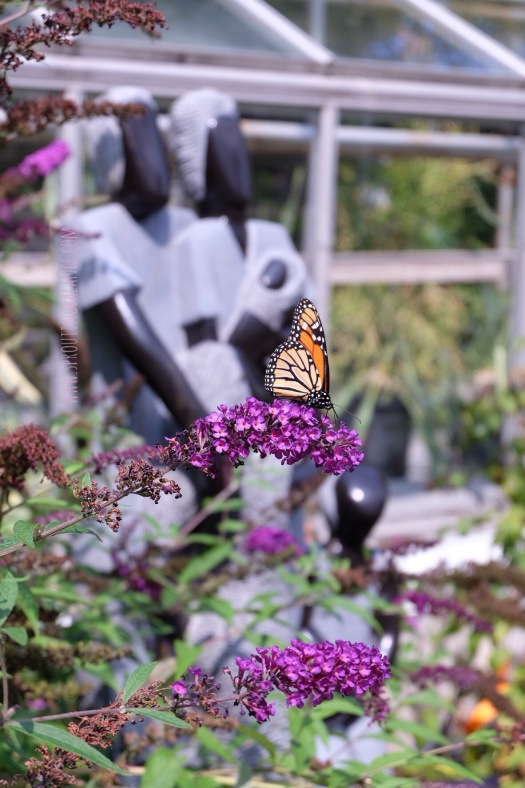 Every Summer has a Story: 2018 Edition - Edwards Gardens | www.sproutingbalance.com | #Edwards #Gardens #ZimScupt #Butterfly